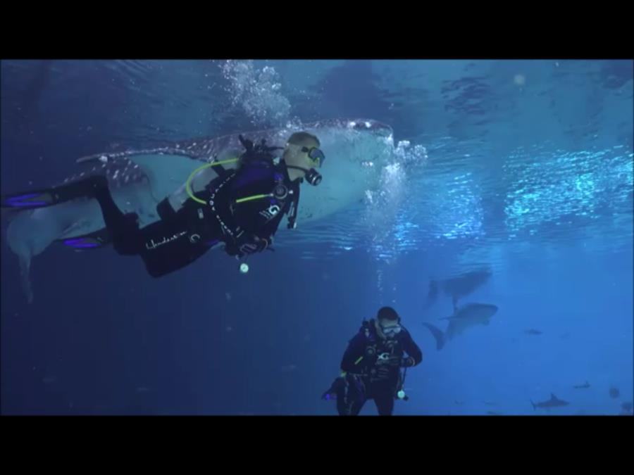 Georgia Aquarium - Me and a Whale Shark