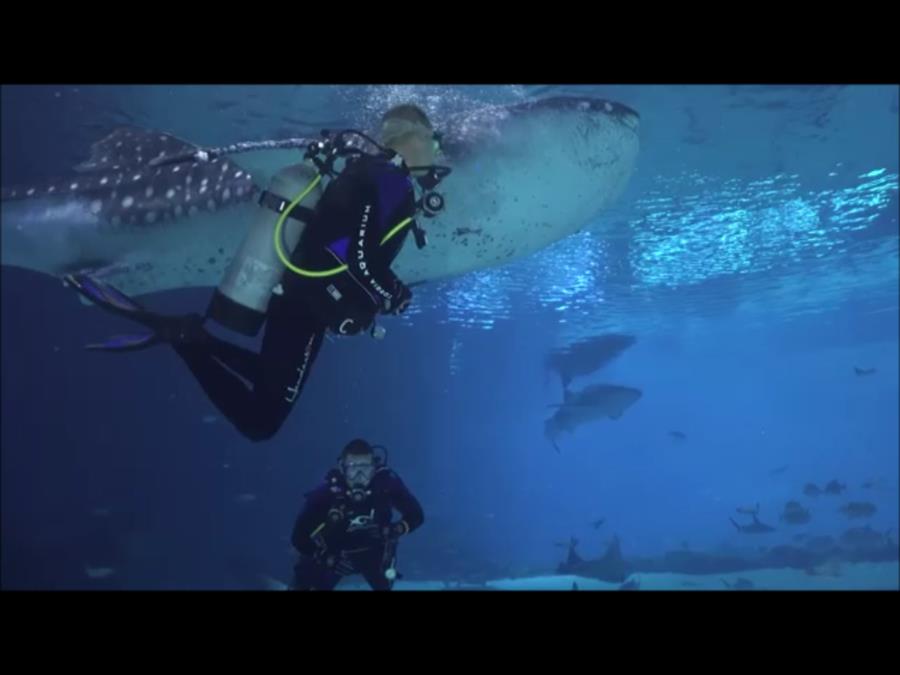 Georgia Aquarium - Whale Shark