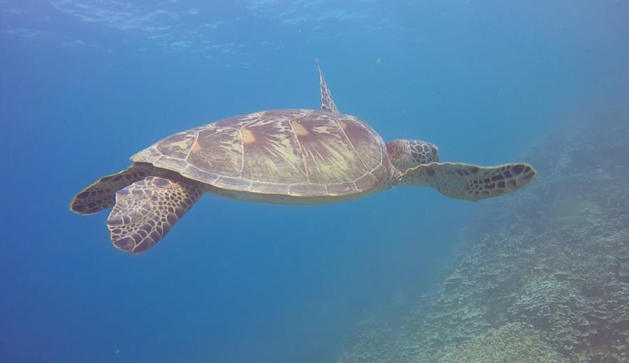 Turtle Gab Gab Beach Guam