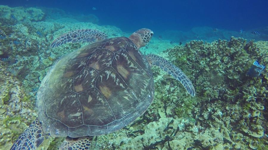 Turtle Gab Gab Beach Guam