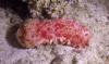 Spanish Dancer (Hexabranchus sanguineus) "Blood-colored six-gills" Nudibranch/Sea Slug