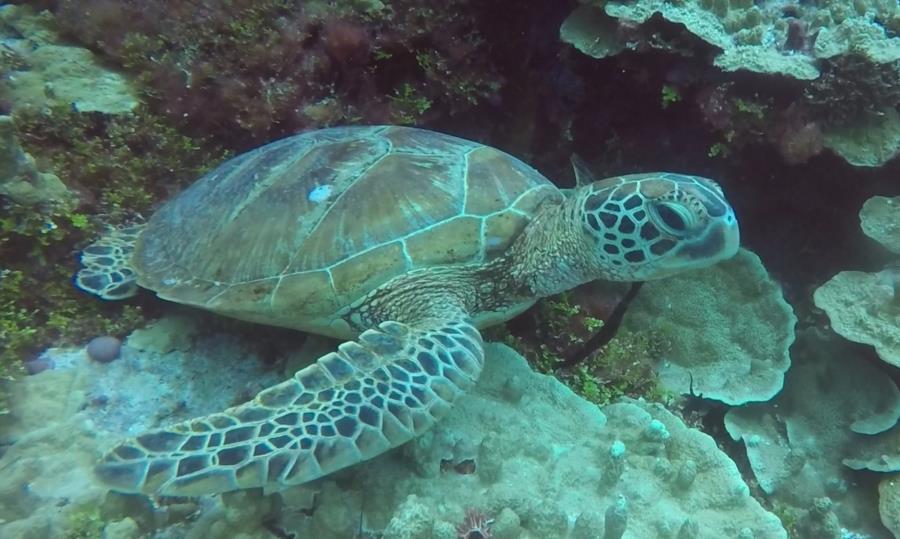 Turtle Gab Gab Beach, Guam