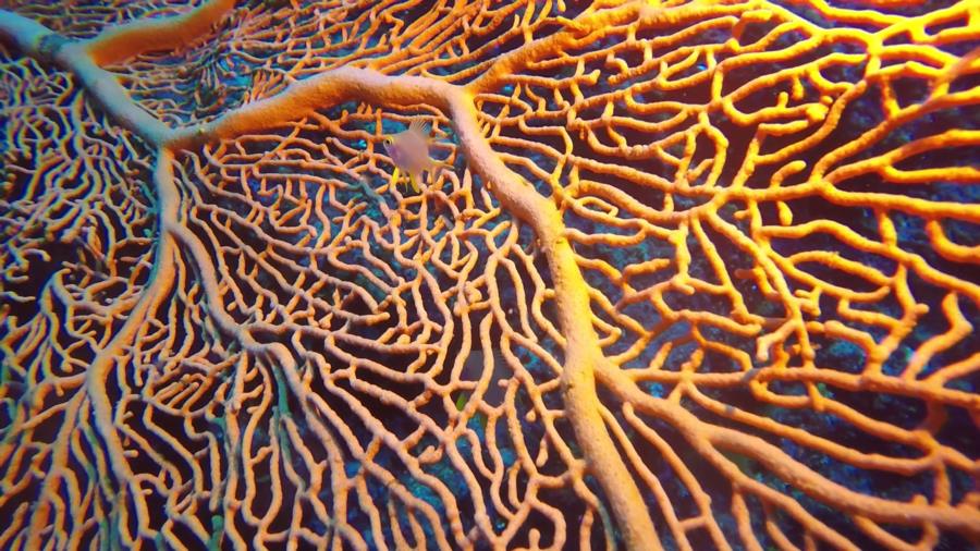Coral and Small Fish at The Crevice