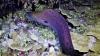 Eel, Gab Gab Beach, Guam - Night Dive