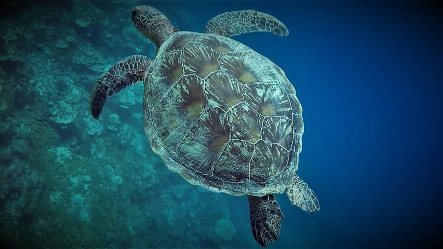 Turtle, Gab Gab Beach, Guam