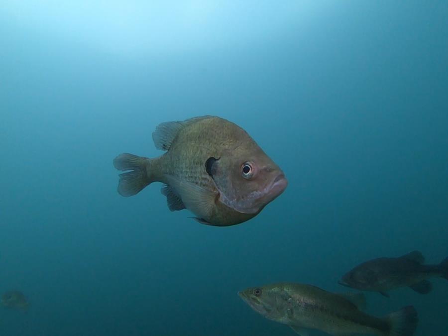 Lake Phoenix Wildlife