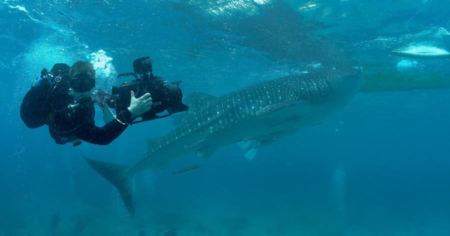 whaleshark