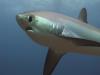 Thresher shark quite close