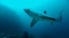 Thresher shark at Monad Shoal