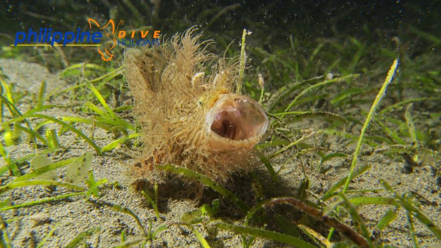 Hairy frogfish yawn