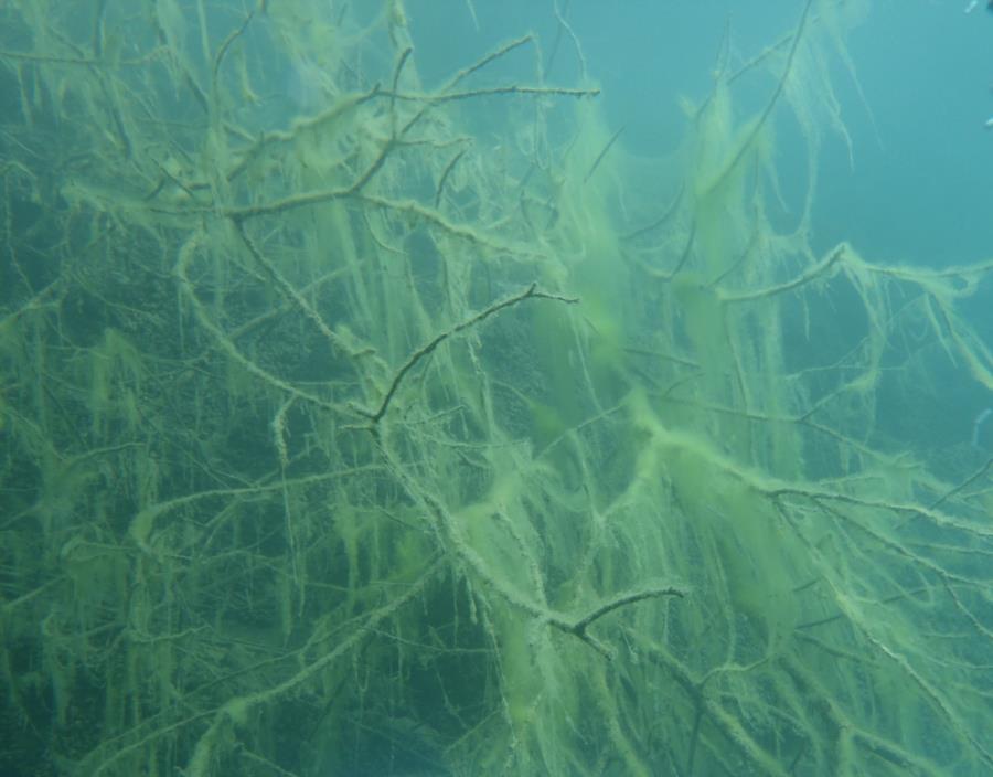 Submerged Tree at Dutch