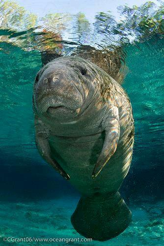 manatee, crystal river