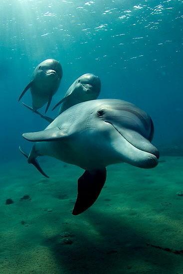 dolphins