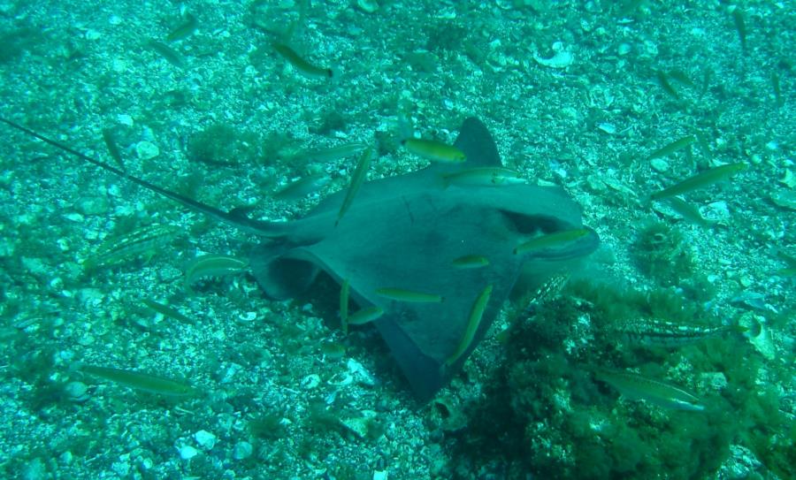 Anacapa Island