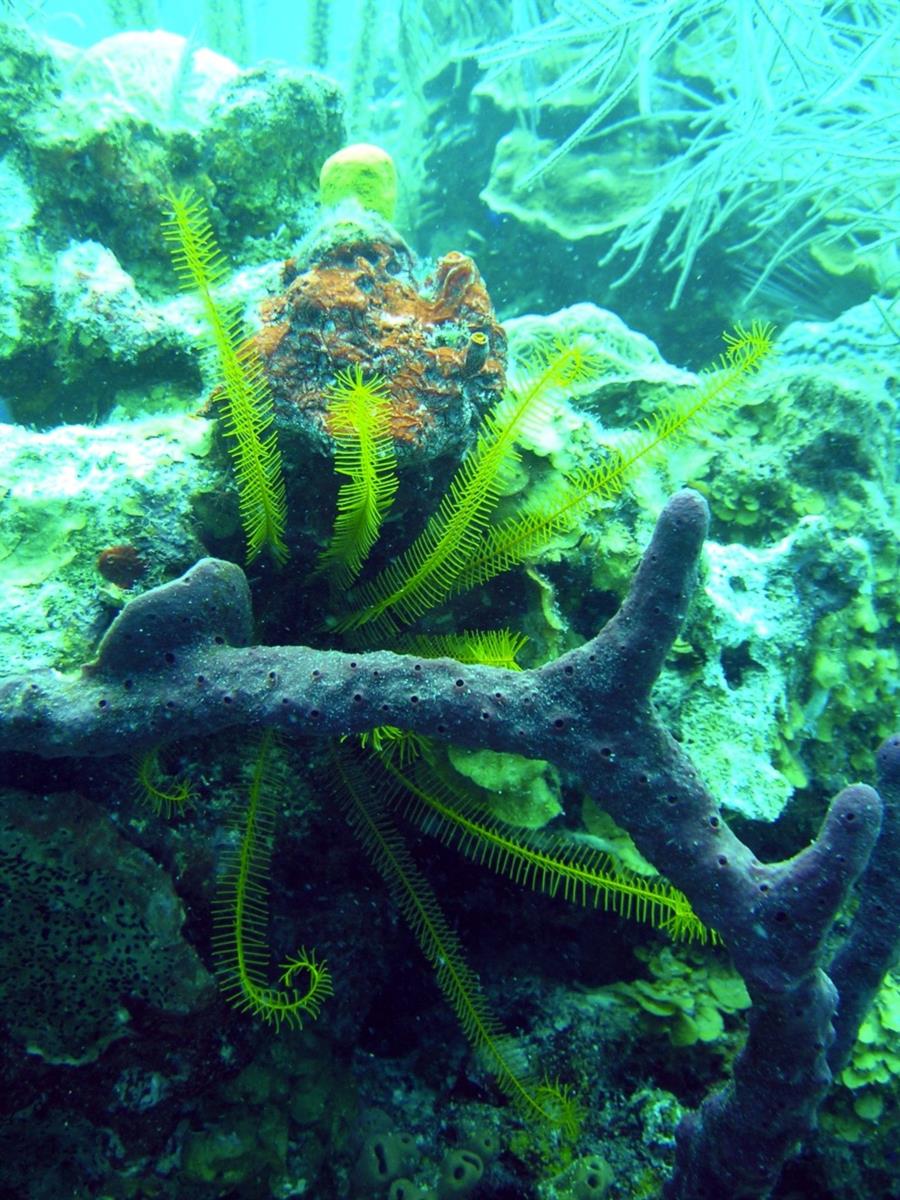 Long Caye Coral