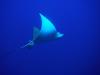 Eagle Ray Longhouse Reef