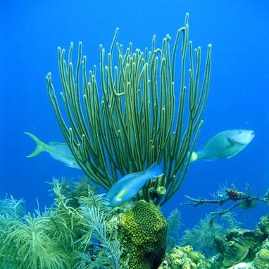 Long Caye Wall coral