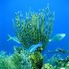 Long Caye Wall coral