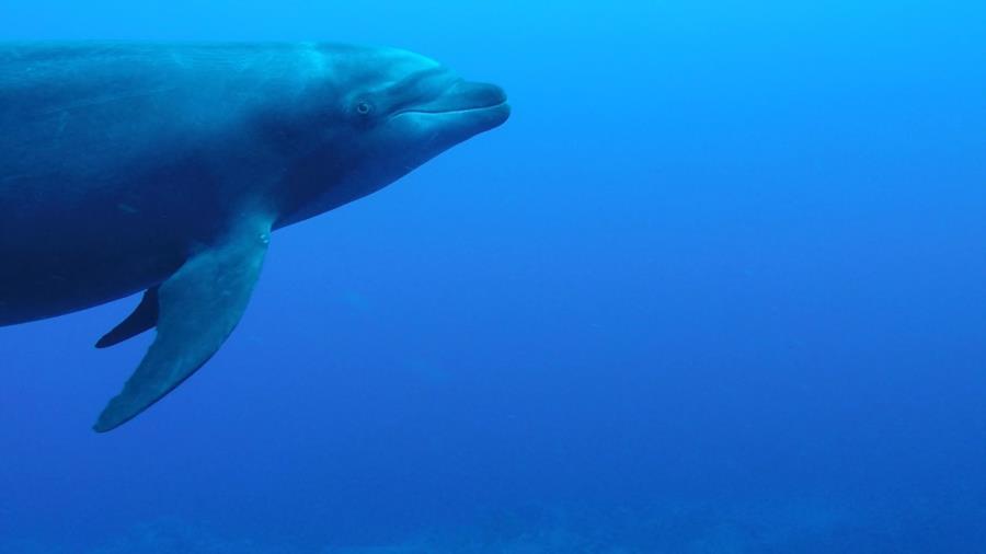 Socorro Island - Dolphin