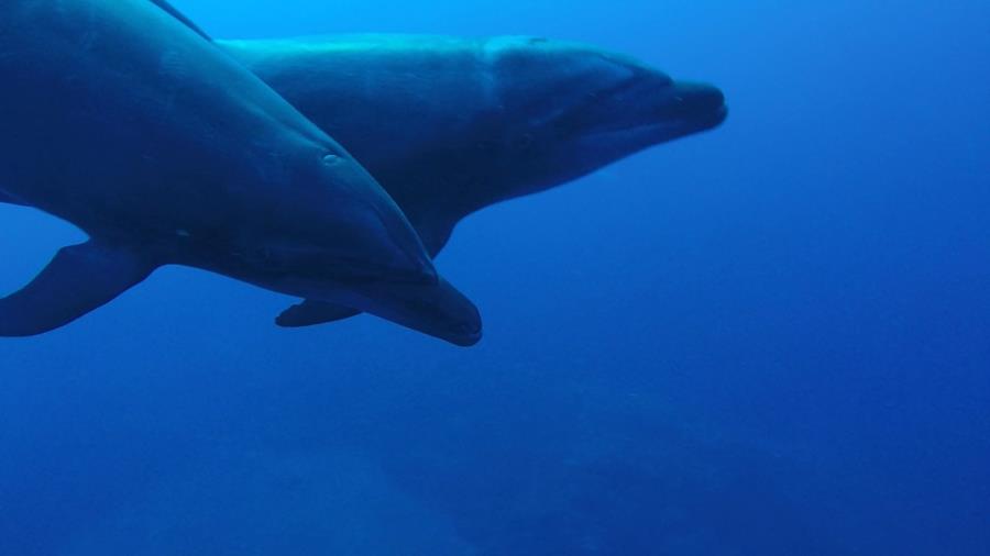 Socorro Island - Dolphins