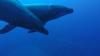 Socorro Island - Dolphins