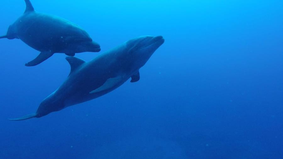 Socorro Island - Dolphins