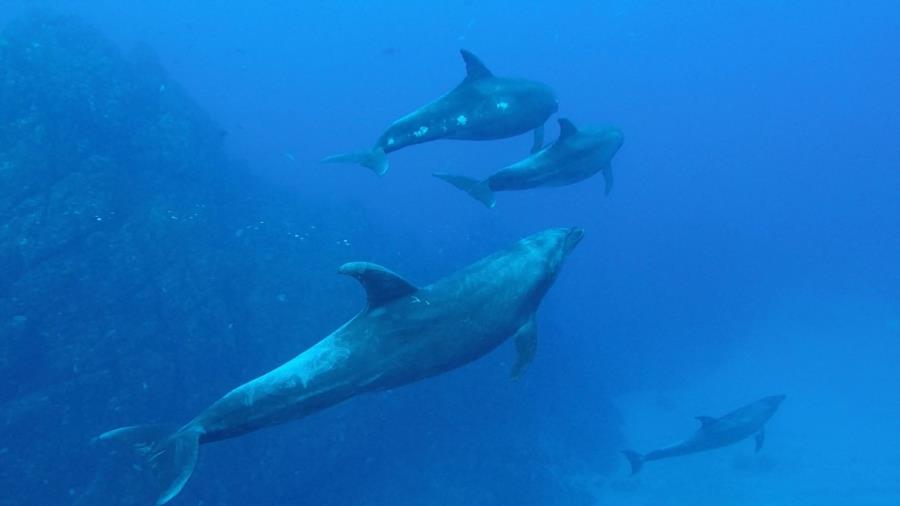 Socorro Island - Dolphins