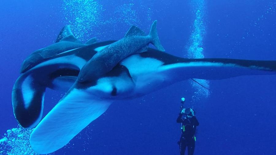 Roca Partida, Socorros - Giant Manta