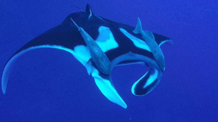 Roca Partida, Socorros - Giant Manta