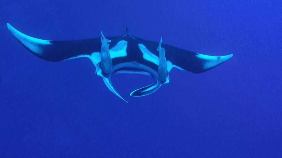 Roca Partida, Socorros - Giant Manta