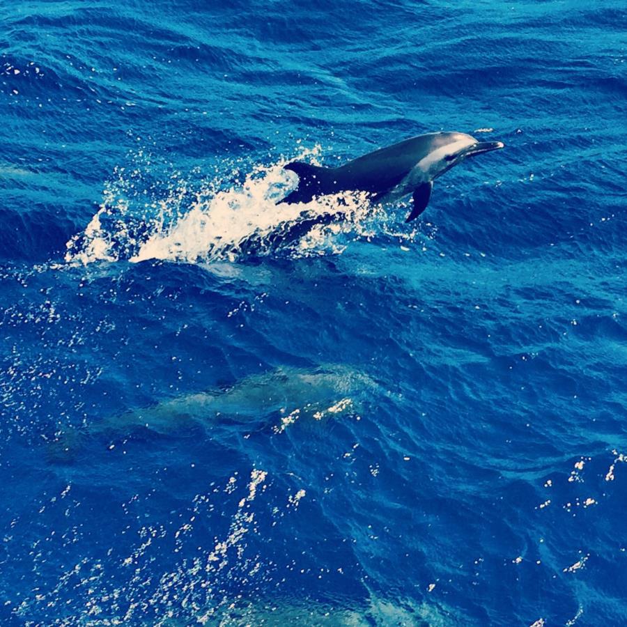 Dolphin in Belize