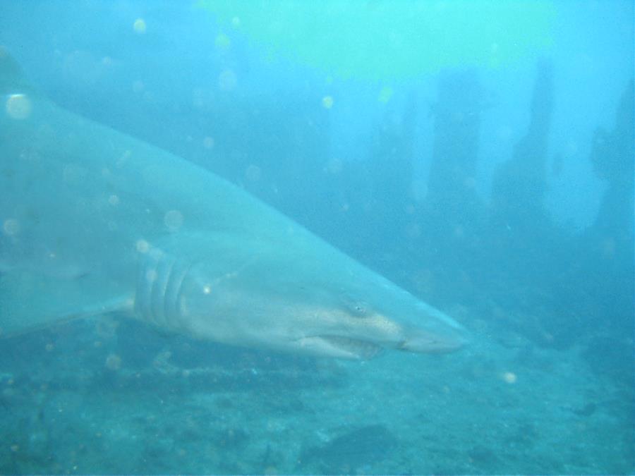 Sand Tiger