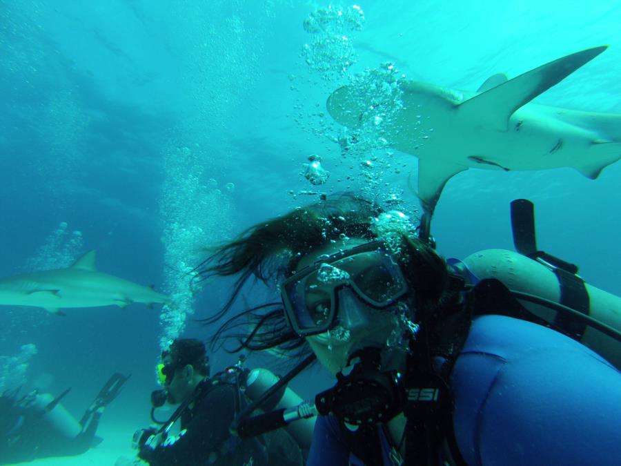 Shark Dive!