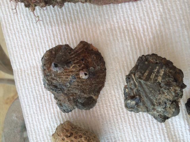 Fossilized Shell Castings