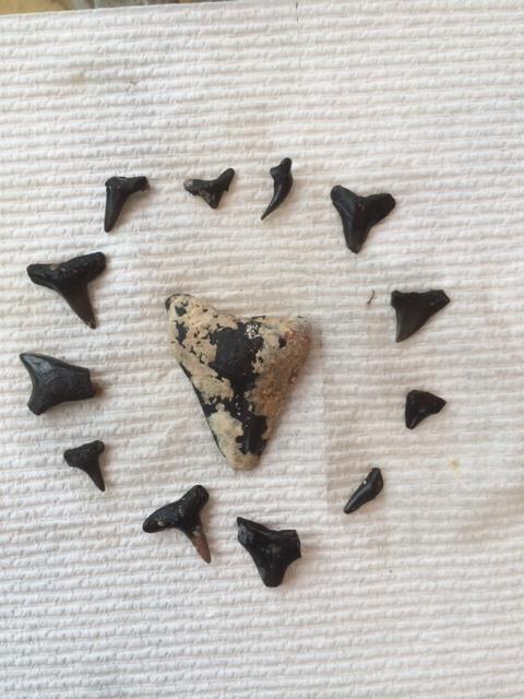 Sharks teeth w/ 2.5" Megalodon