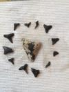 Sharks teeth w/ 2.5