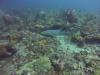 Nurse Shark at Breakers North 9/12/2014