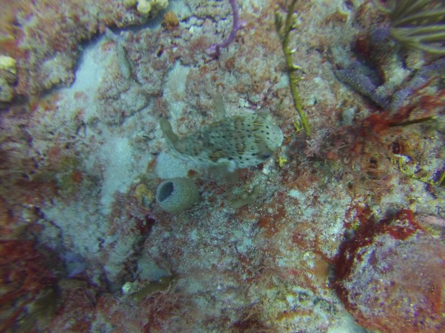 Puffer Fish at Flower Gardens