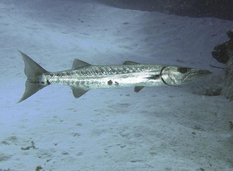 barracuda1