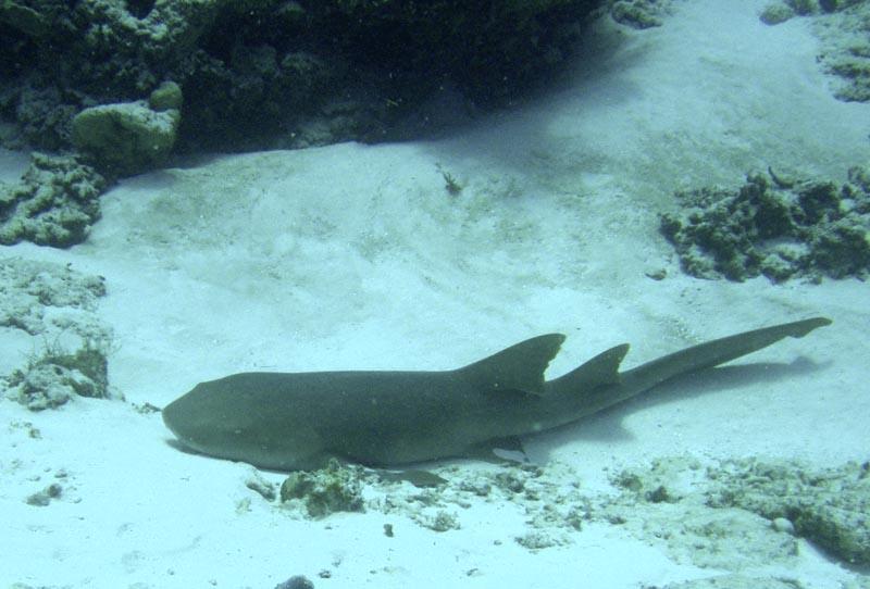 nurse shark 1