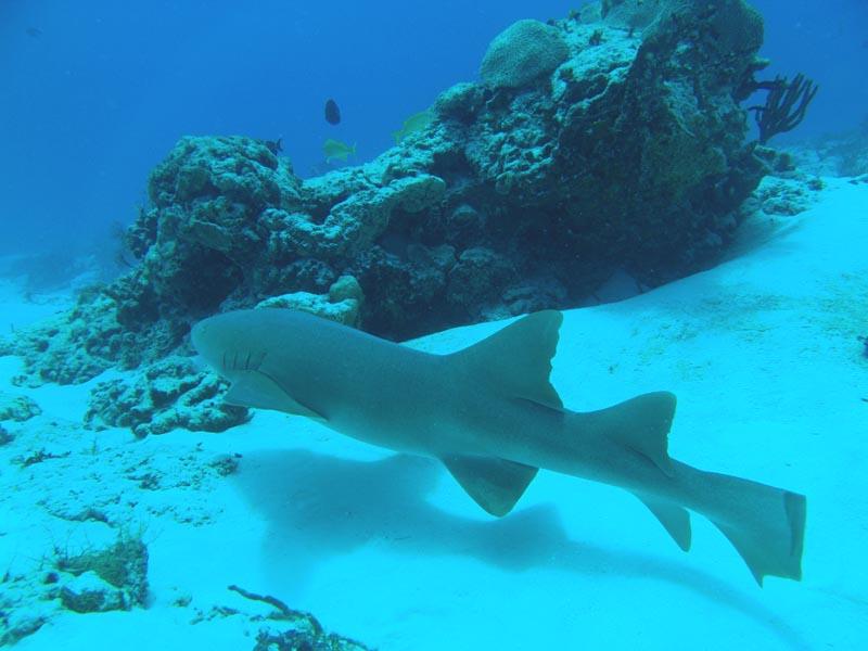 nurse shark 2