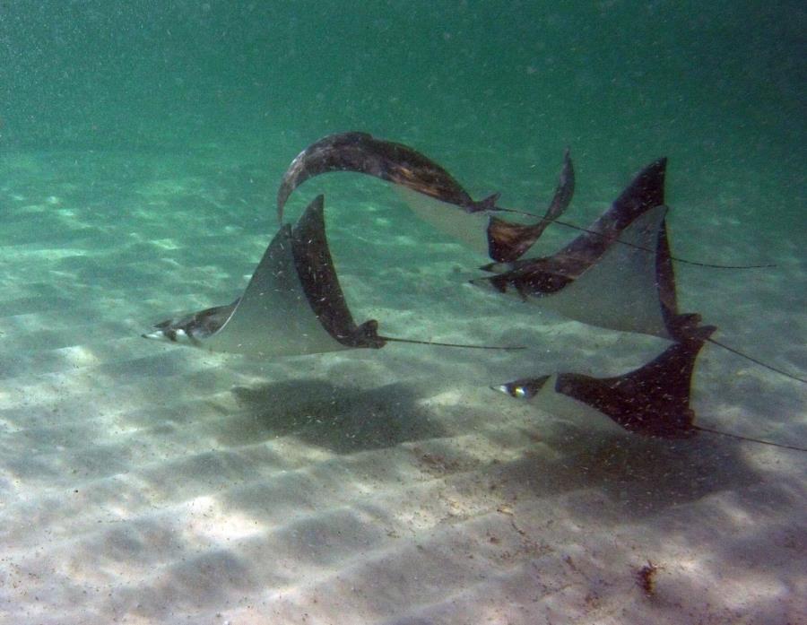 Rays off Navarre Pier