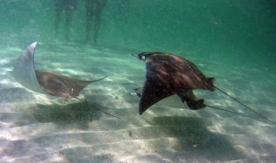 Rays off Navarre Pier