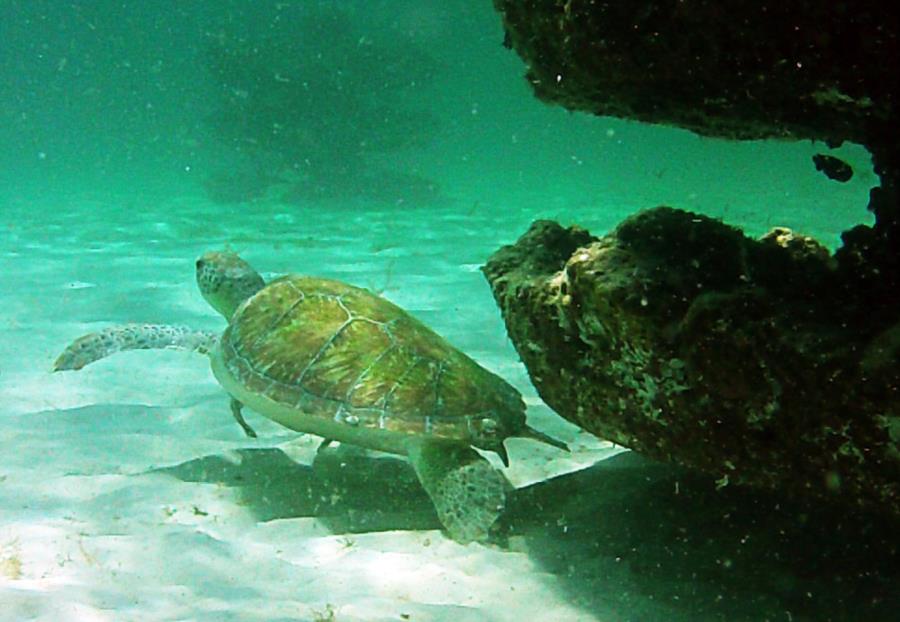 Sea Turtle at Navarre Reef