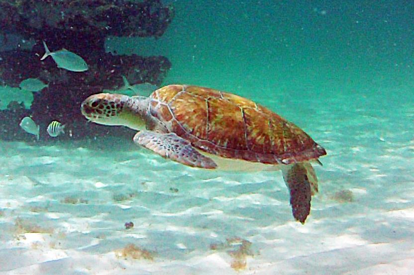 Sea Turtle at Navarre Reef