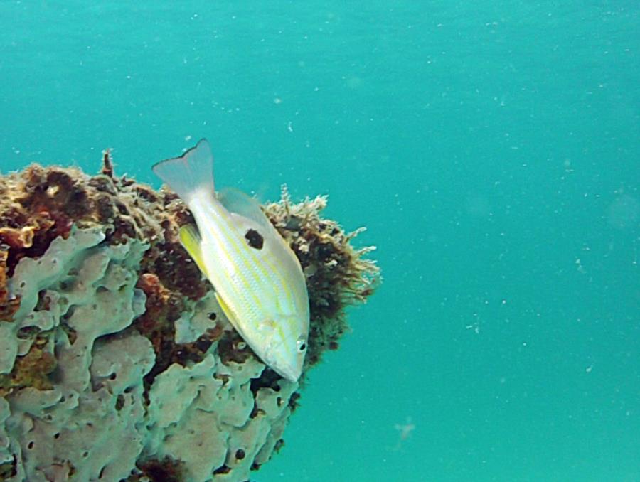 Fish on Navarre Reef