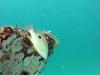 Fish on Navarre Reef