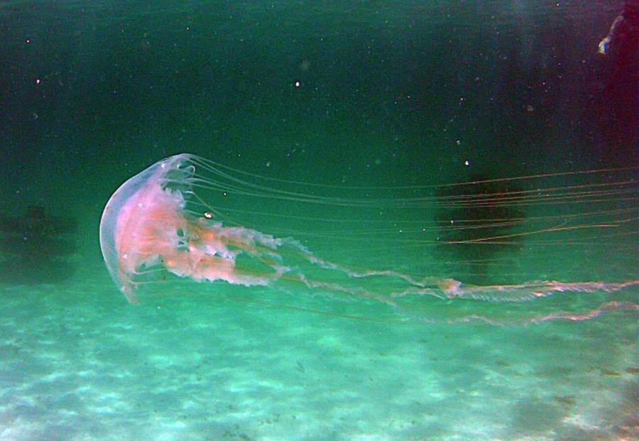 Jellyfish at Navarre Reef