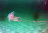 Jellyfish at Navarre Reef