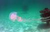 Jellyfish at Navarre Reef